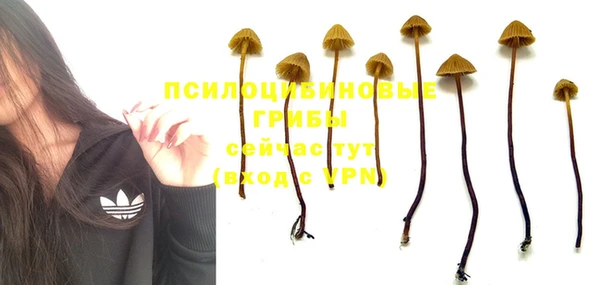 прущие грибы Алексеевка